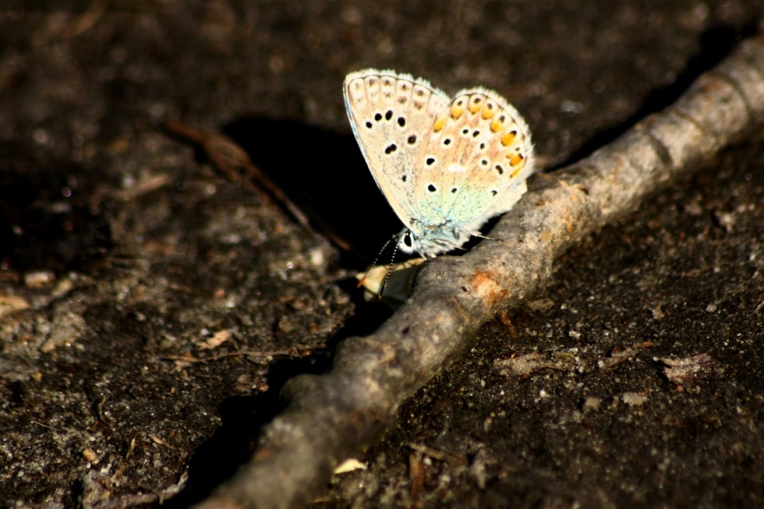 LICENIDI>LYSANDRA BELLARGUS?